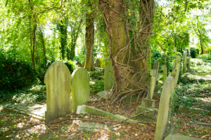 Graves in a graveyard